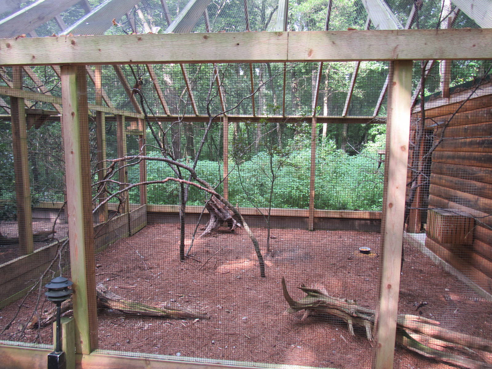 Sylvan Heights Bird Park- Raggiana Bird of Paradise and Malay Great Argus P