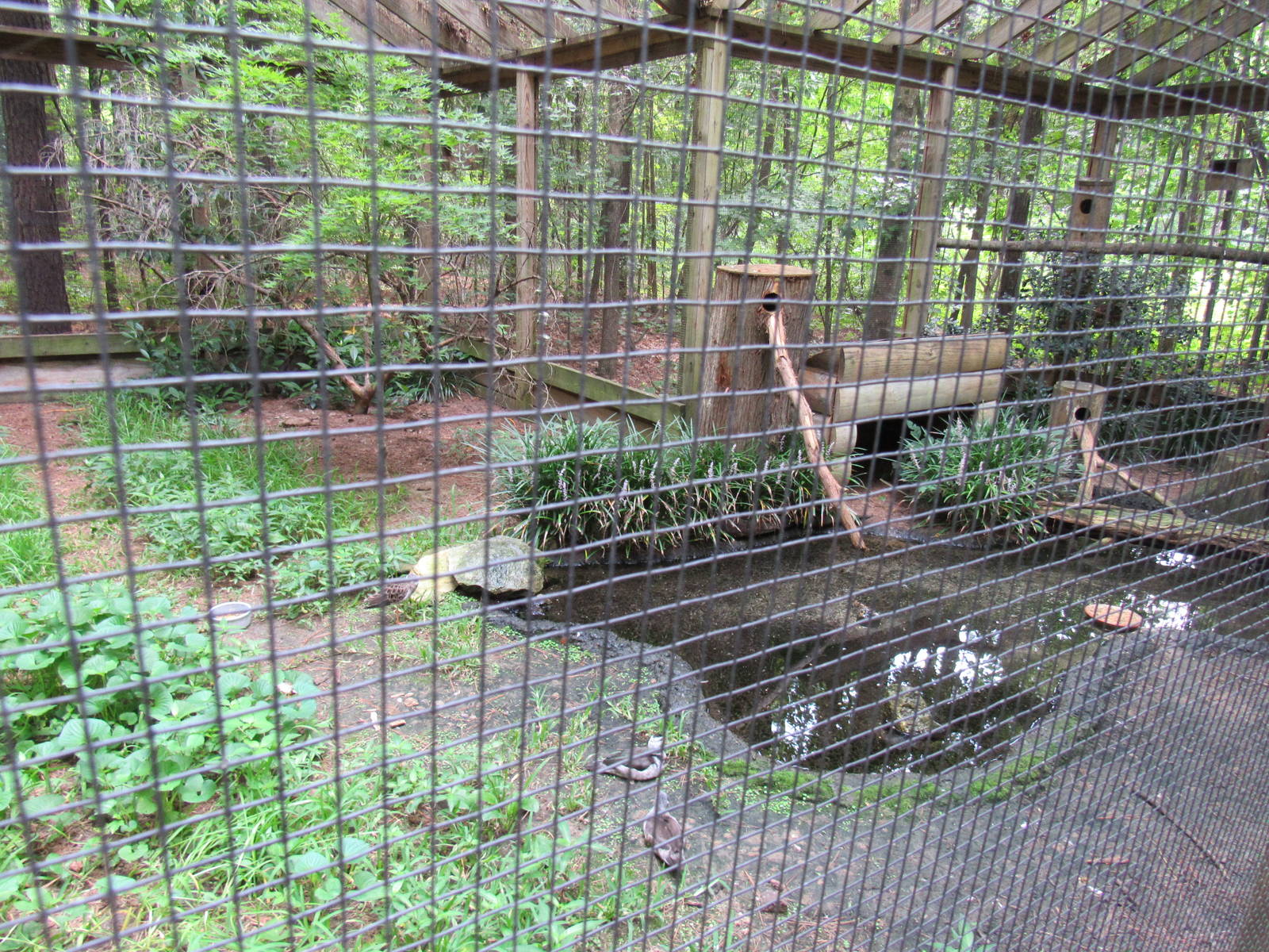 Sylvan Heights Bird Park- Ruff Aviary