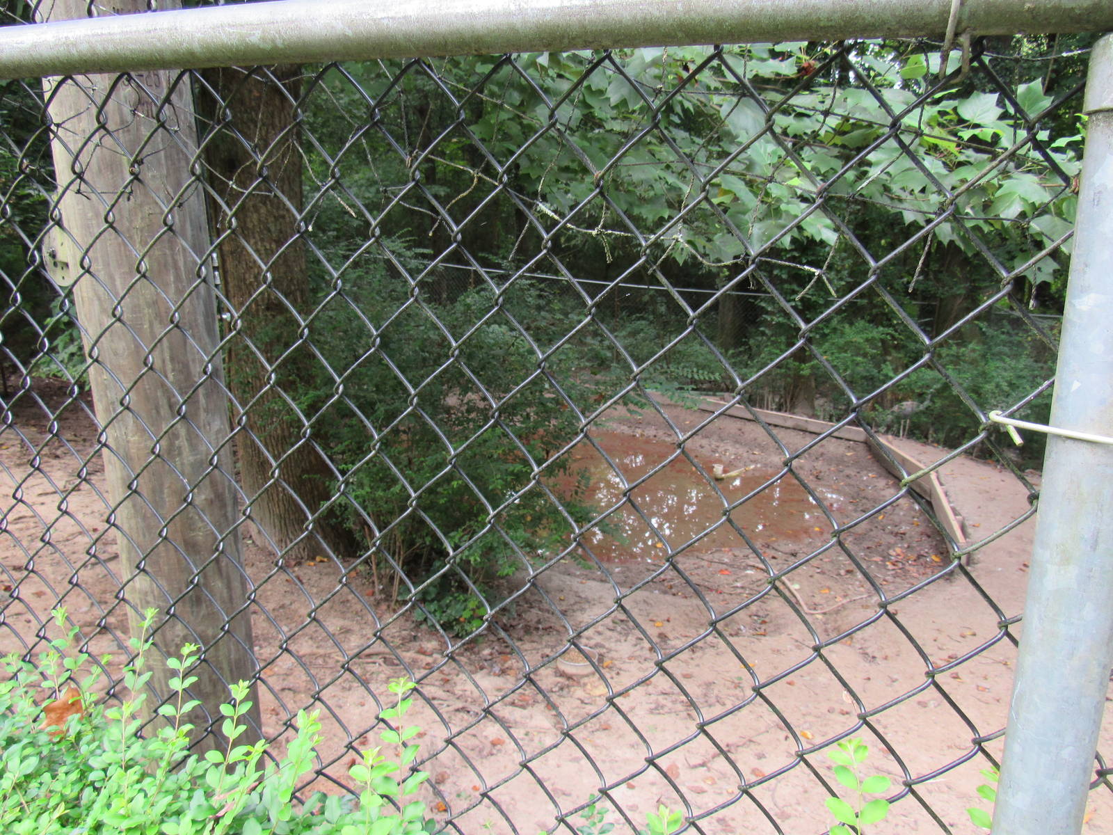 Sylvan Heights Bird Park- Sandhill Crane and Emperor Goose Exhibit 1/2