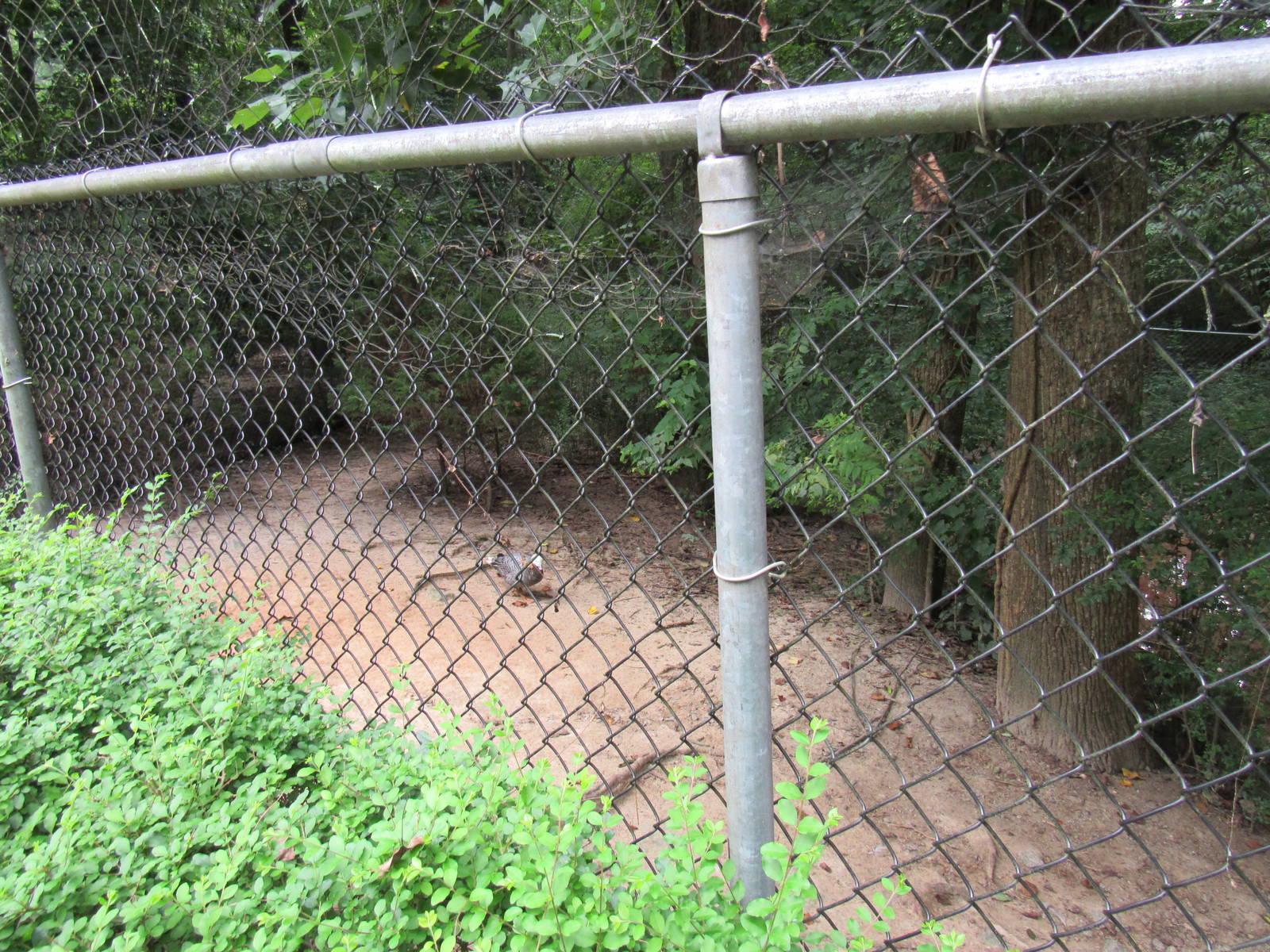 Sylvan Heights Bird Park- Sandhill Crane and Emperor Goose Exhibit 2/2