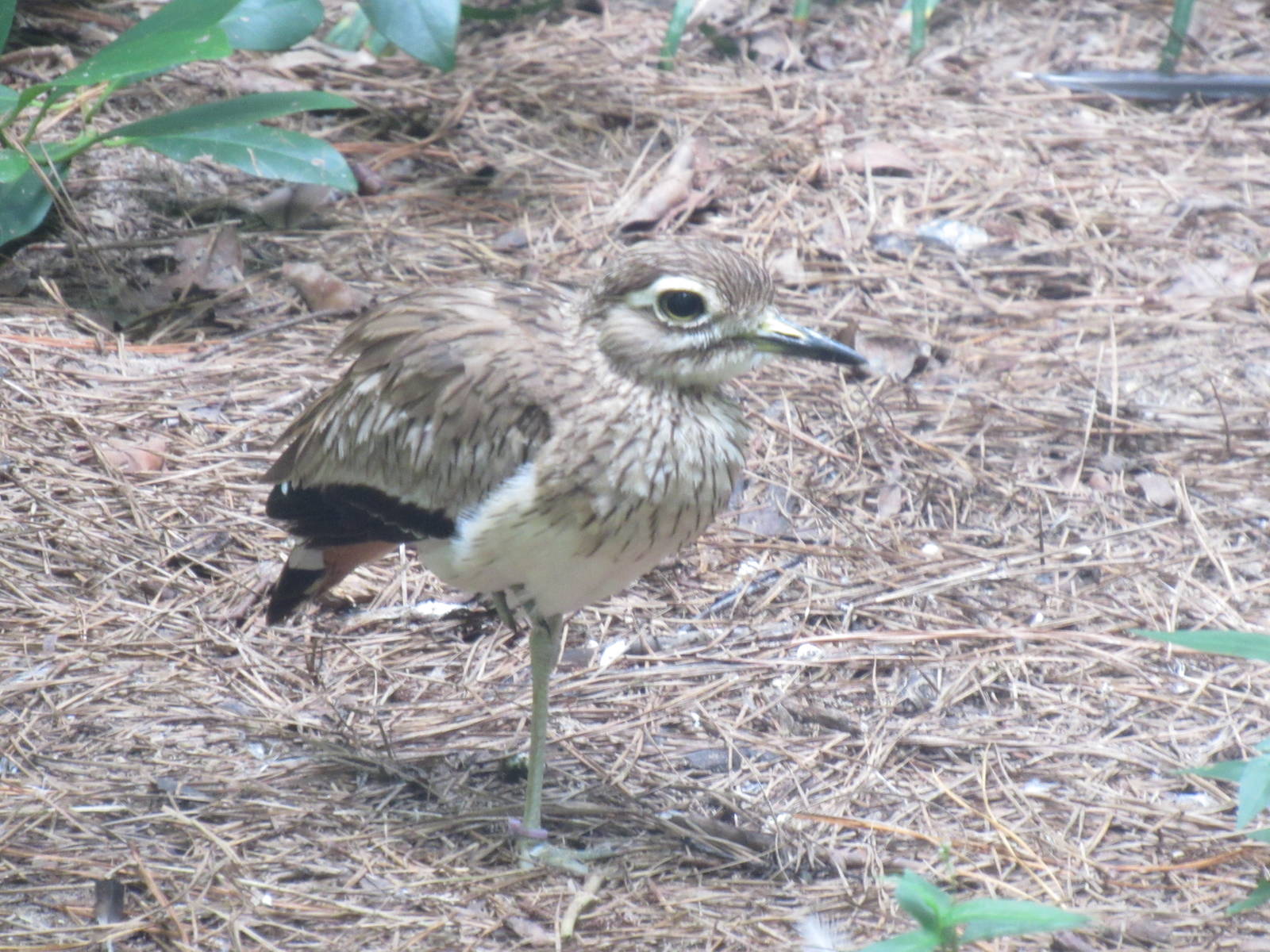 Sylvan Heights Bird Park- Senegal Thick-Knee