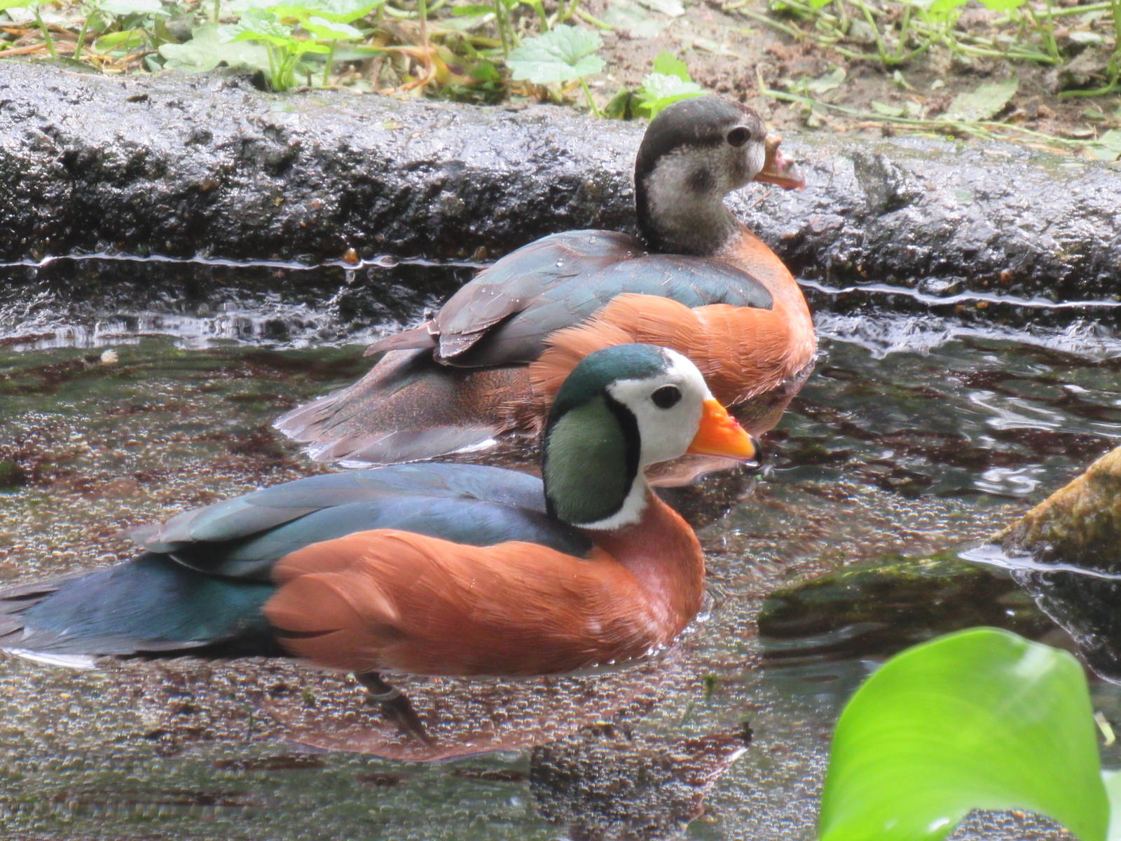 Sylvan Heights Bird Park- Small African Aviary- African Pygmy Geese