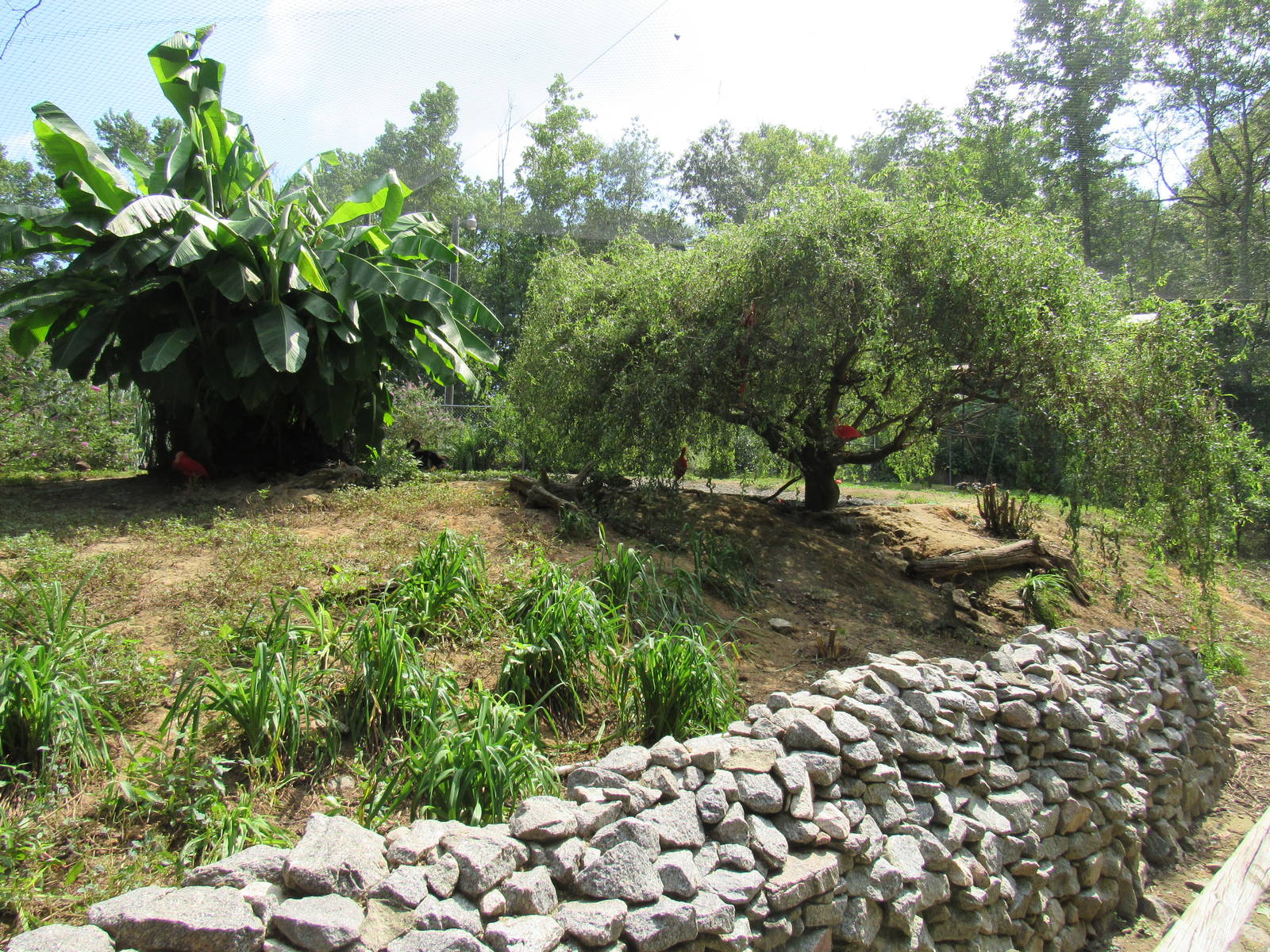 Sylvan Heights Bird Park- South American Aviary Overview 2/2