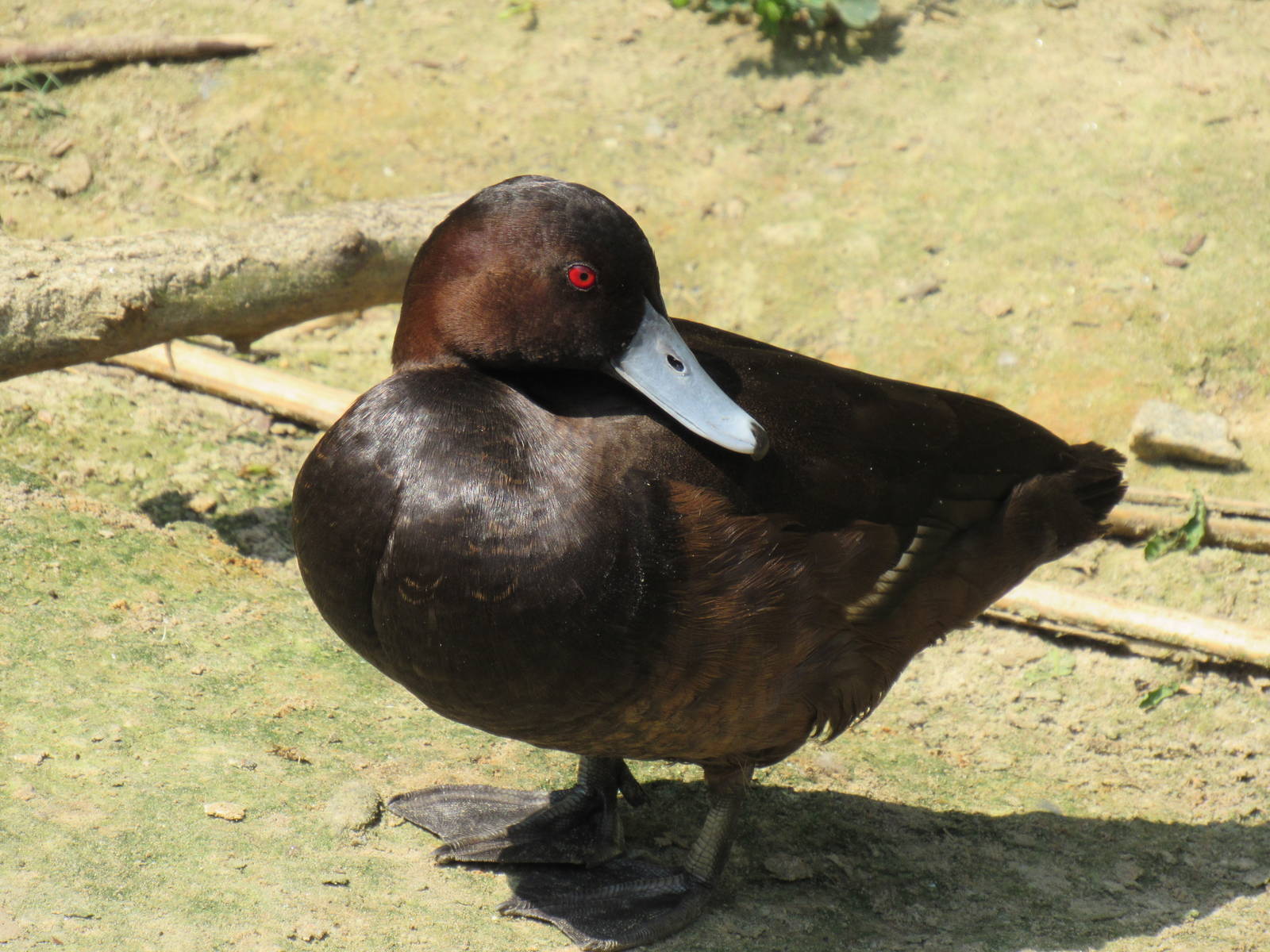 Sylvan Heights Bird Park- Southern Pochard