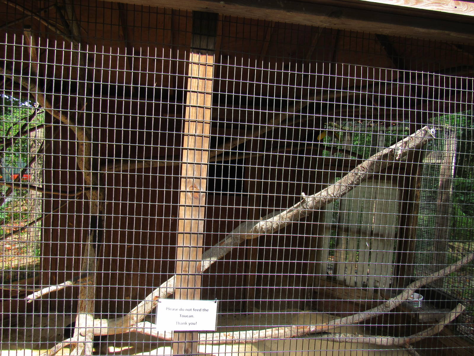 Sylvan Heights Bird Park- Swainson's Toucan Exhibit #1