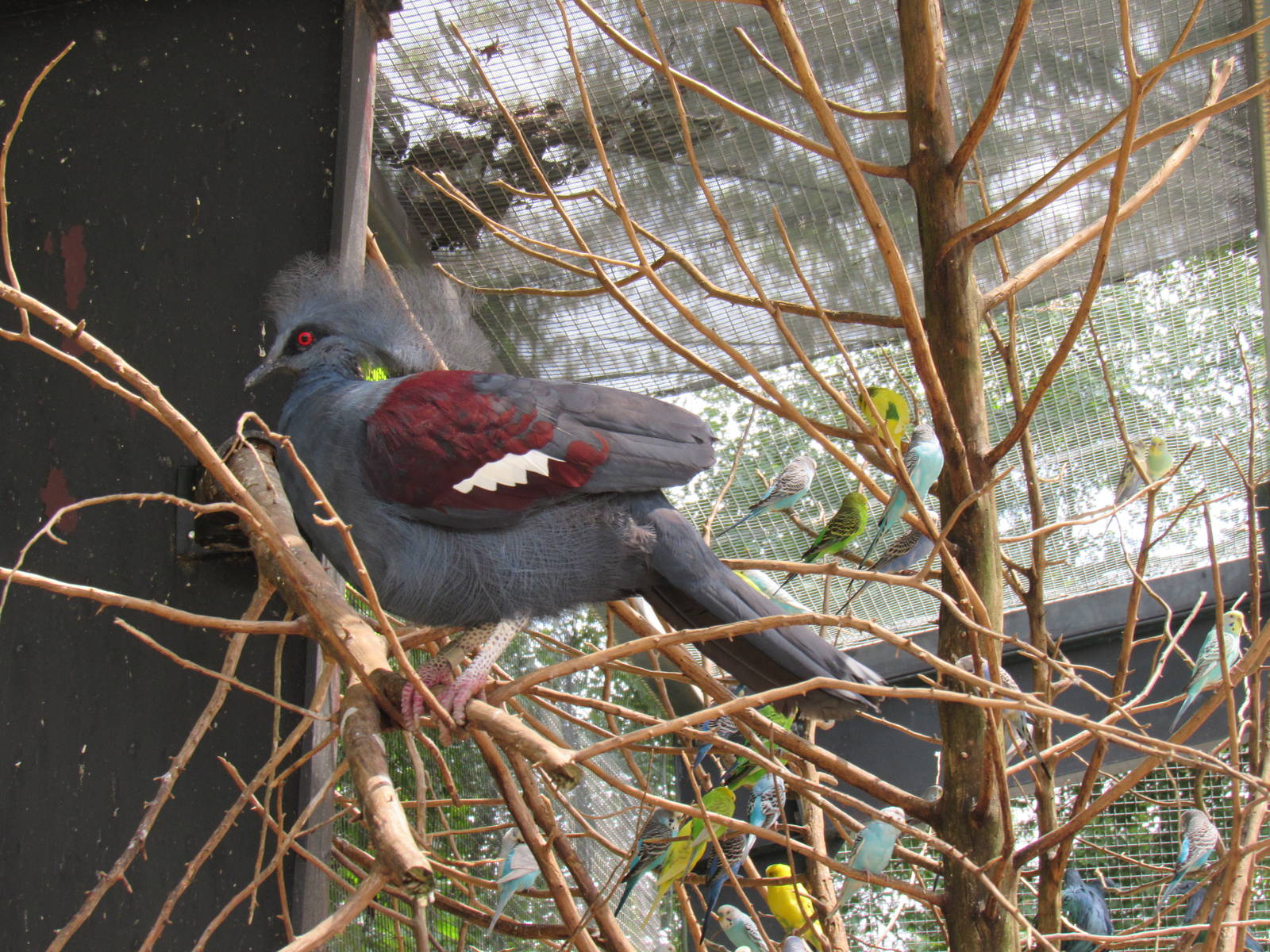 Sylvan Heights Bird Park- The Landing Zone- Blue Crowned Pigeon