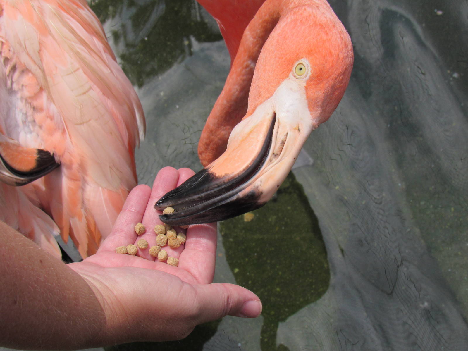 Sylvan Heights Bird Park- The Landing Zone- Hand Feeding an American Flamin