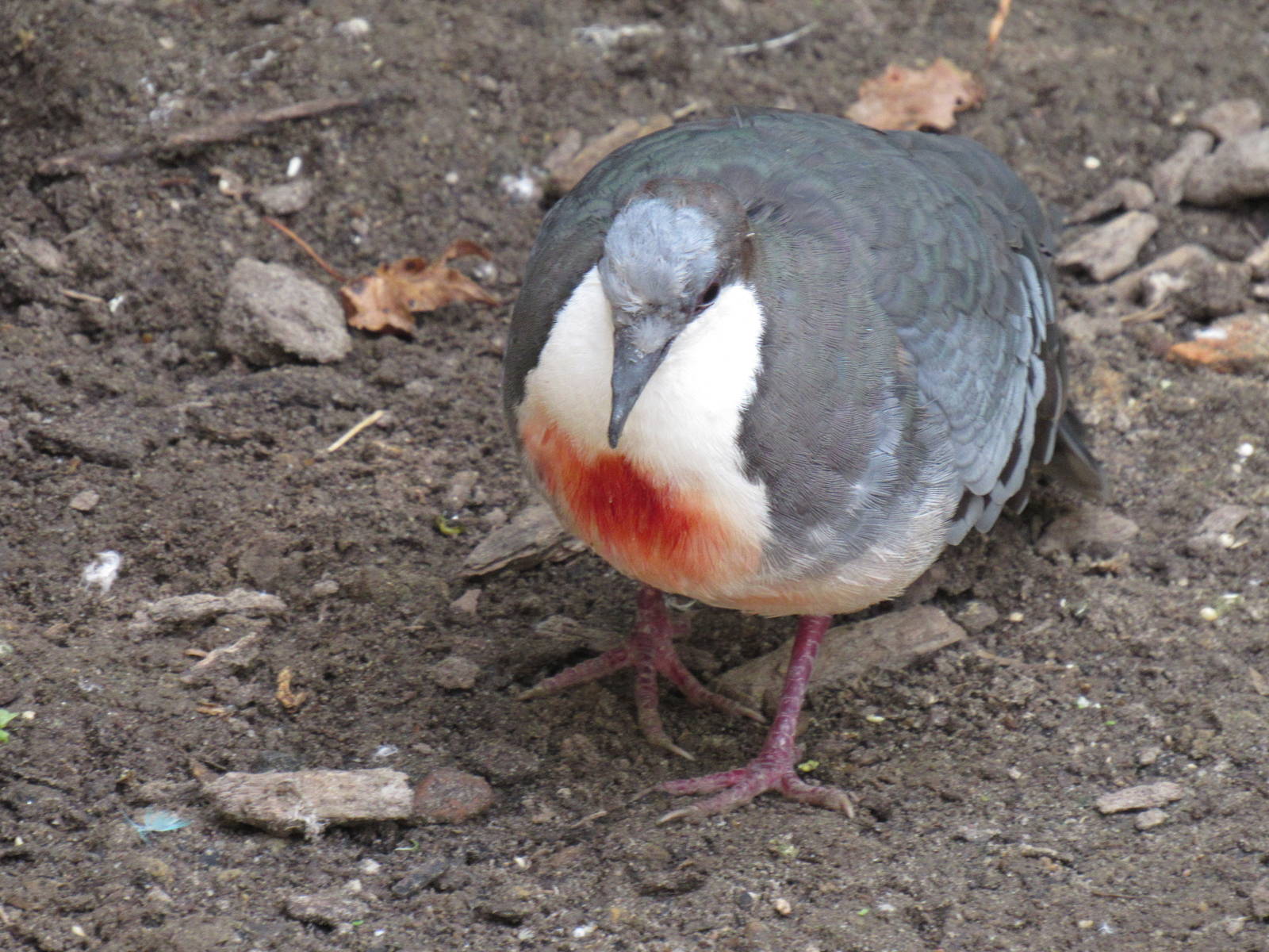Sylvan Heights Bird Park- The Landing Zone- Luzon Bleeding-Heart Dove