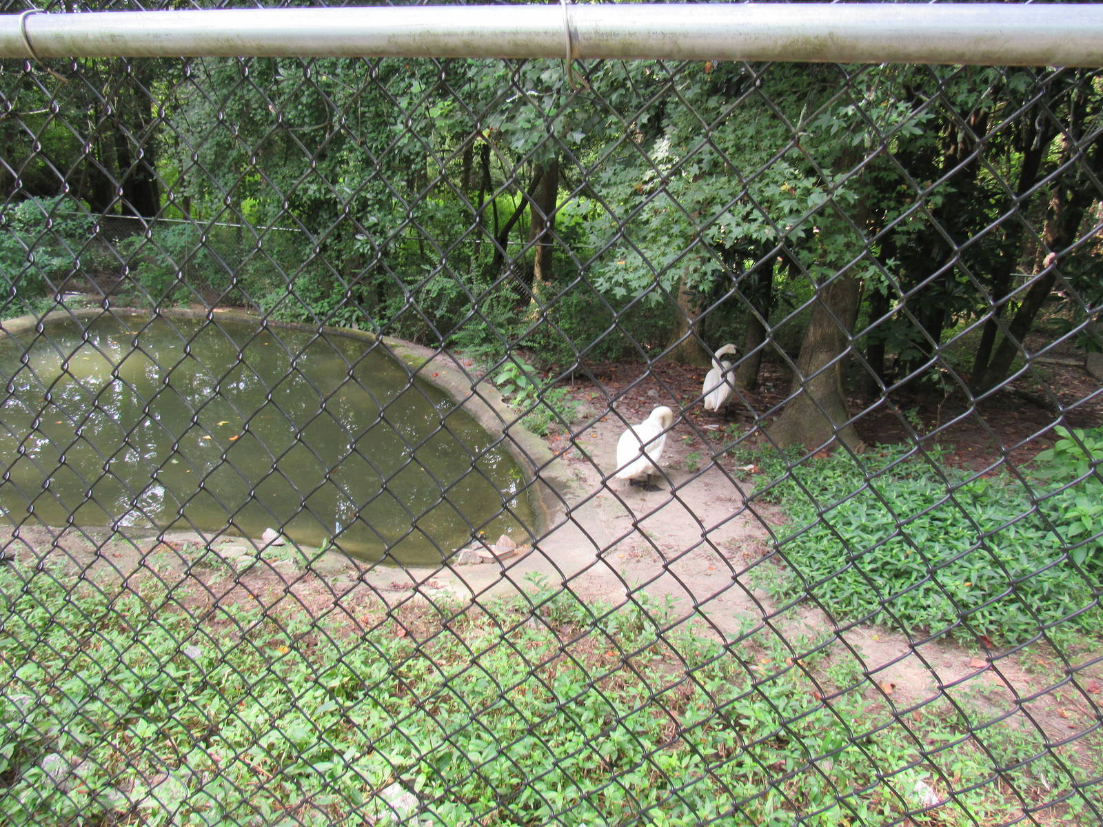 Sylvan Heights Bird Park- Trumpeter Swan Exhibit
