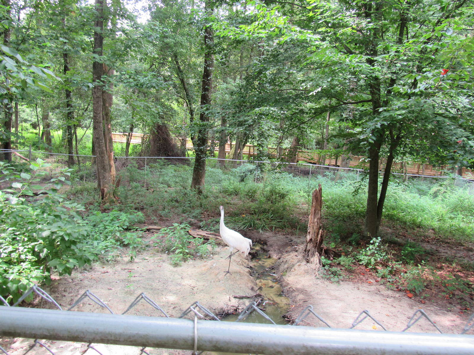 Sylvan Heights Bird Park- Whooping Crane Exhibit