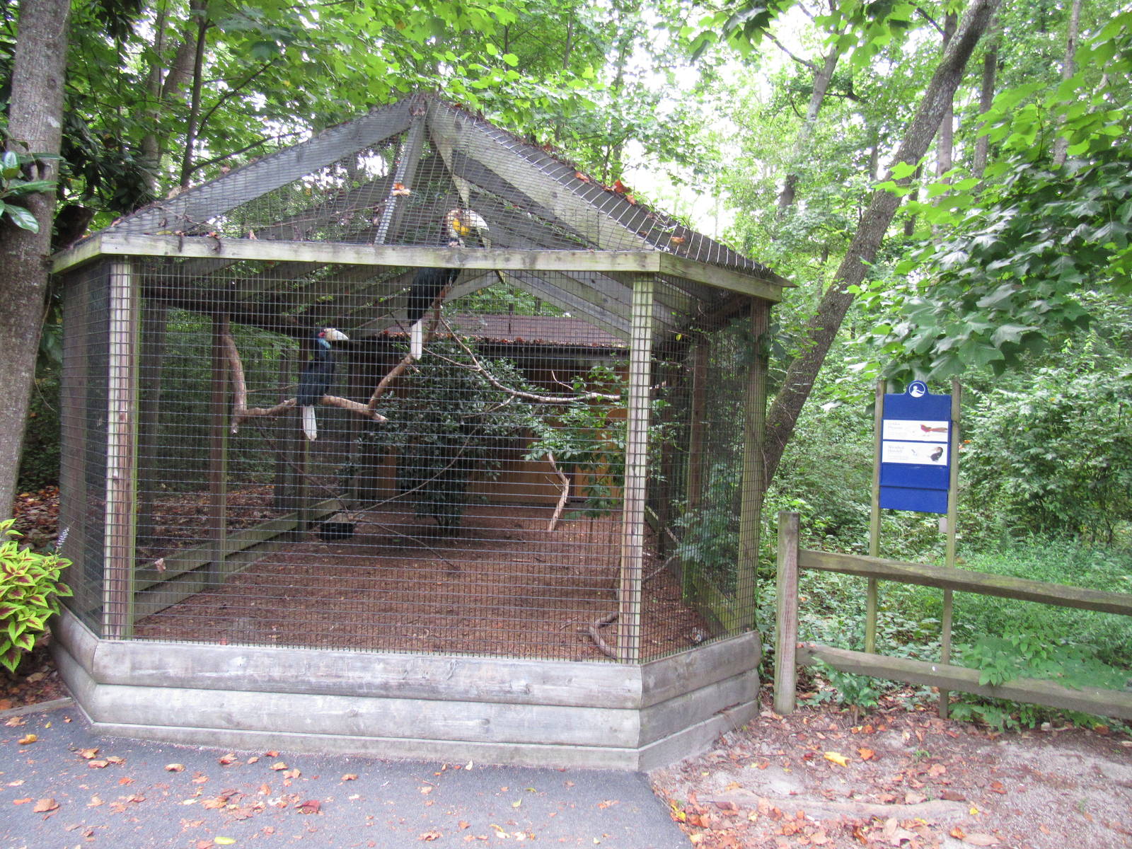 Sylvan Heights Bird Park- Wreathed Hornbill and Golden Pheasant Aviary