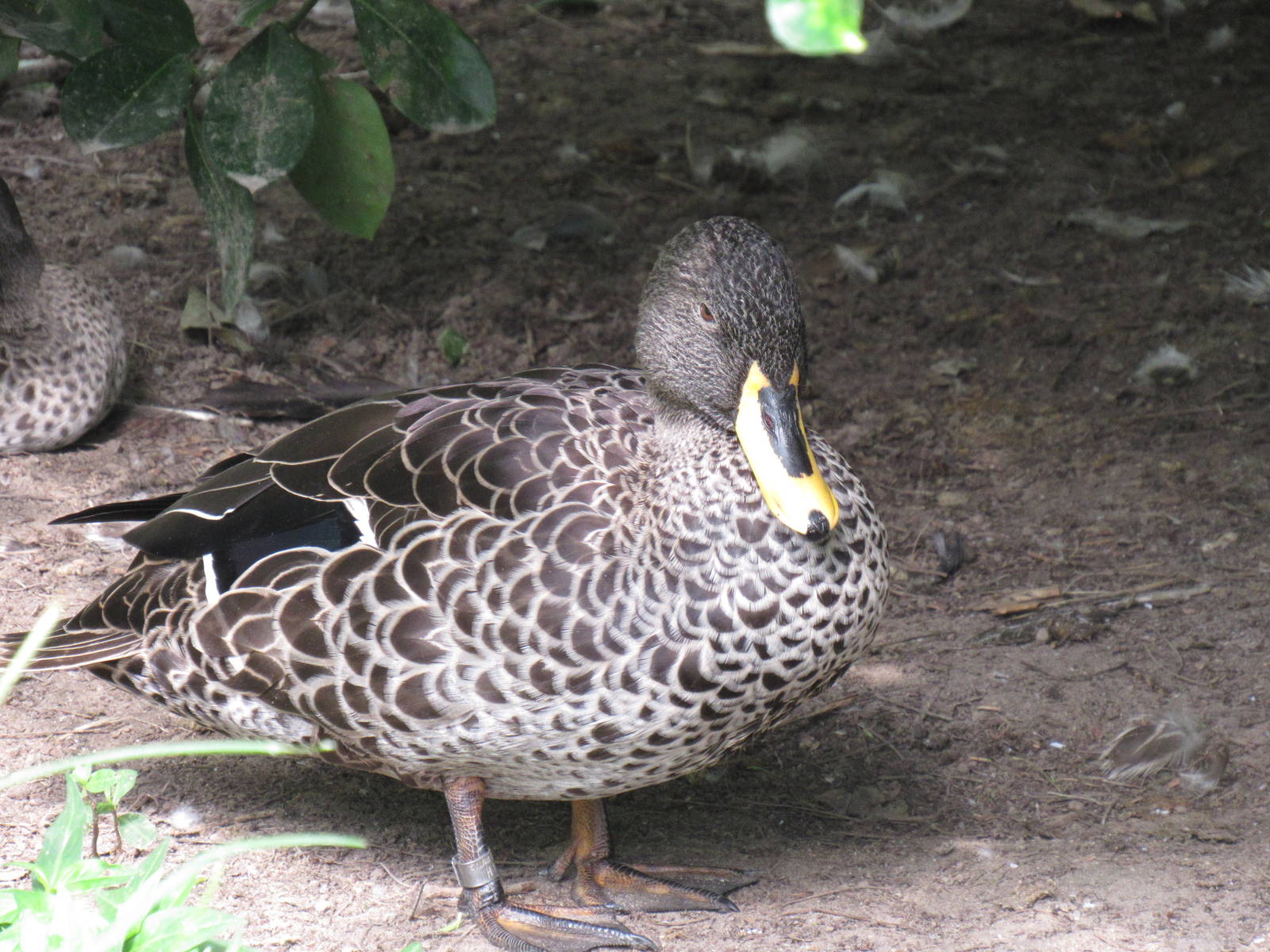 Sylvan Heights Bird Park- Yellow Billed Duck