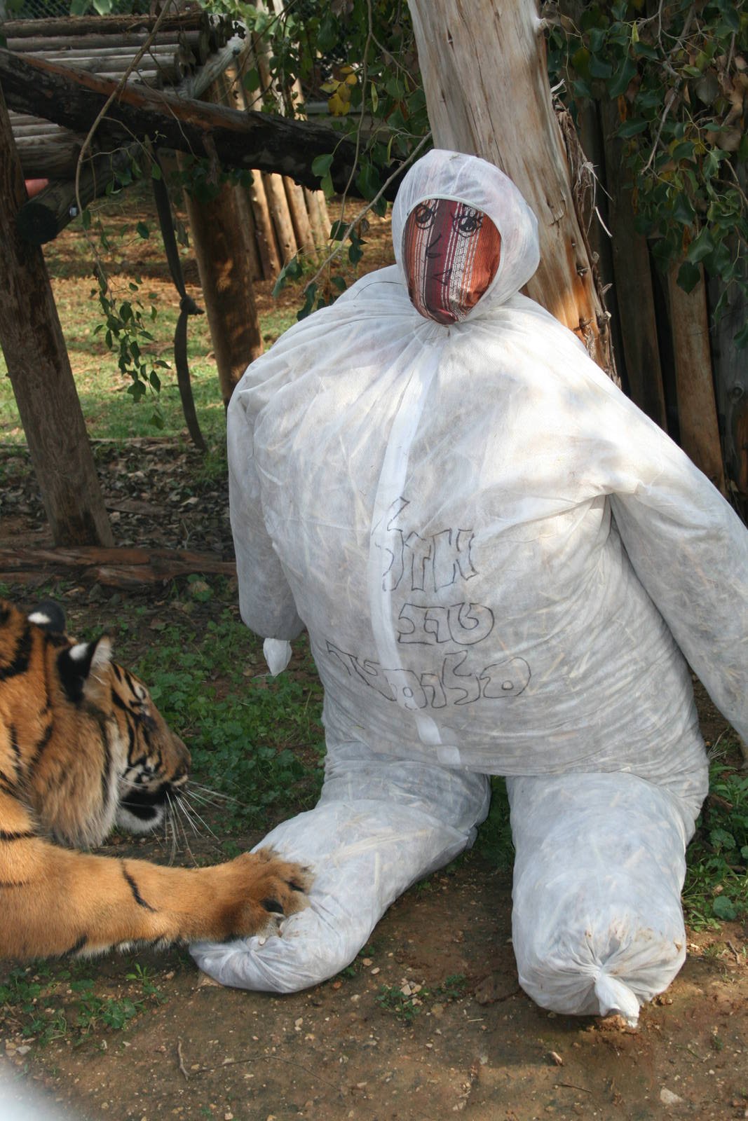 sylvester 1 year birthday