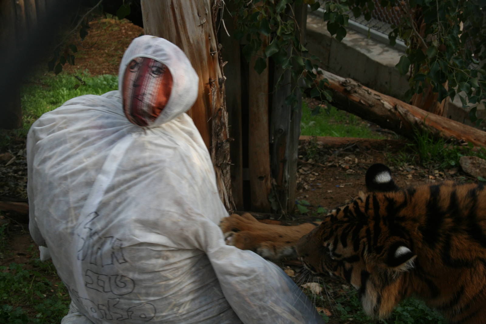 sylvester 1 year birthday