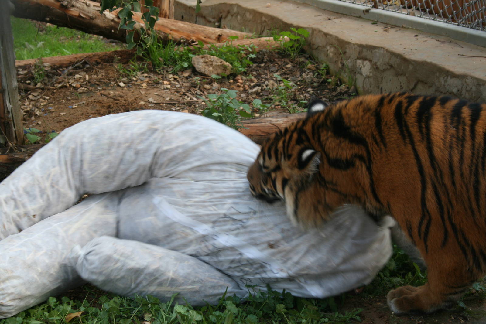 sylvester 1 year birthday