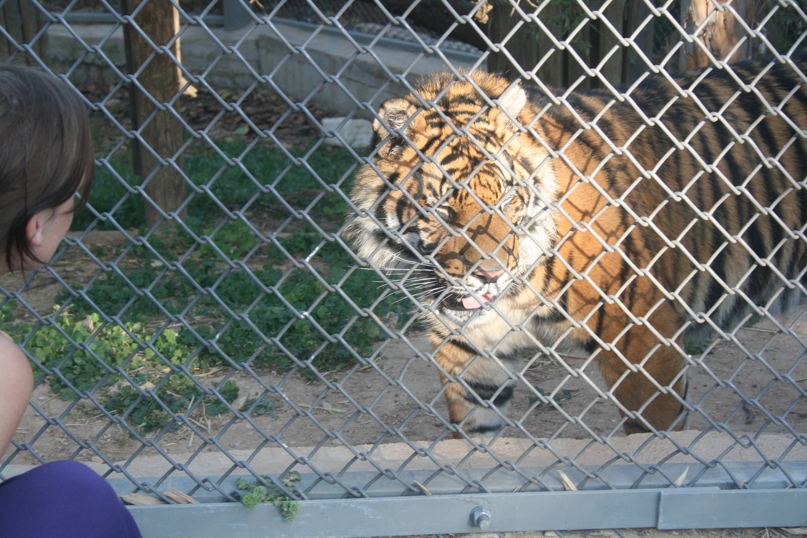 sylvester the baby tiger - 1.4 year old