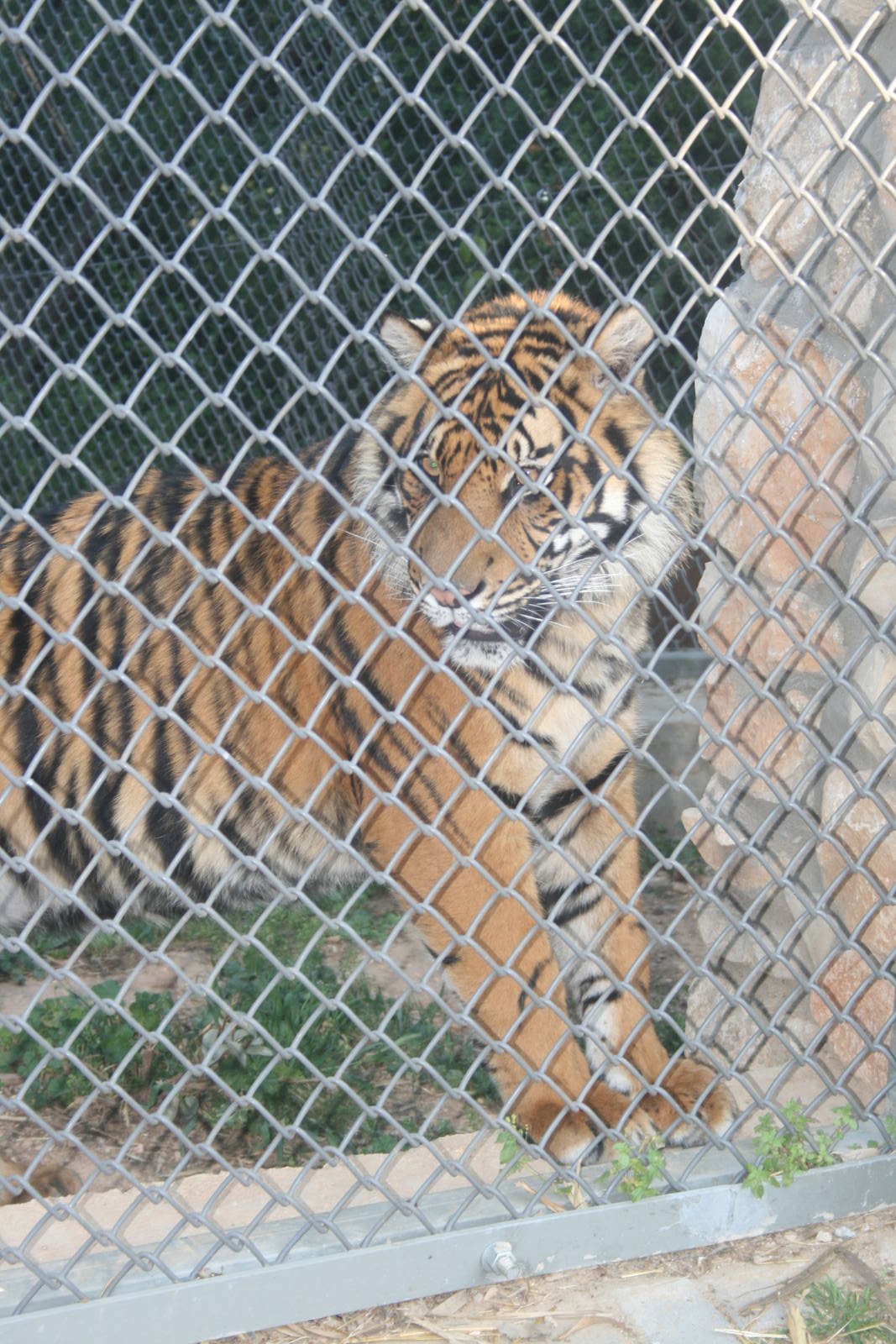 sylvester the baby tiger - 1.4 year old
