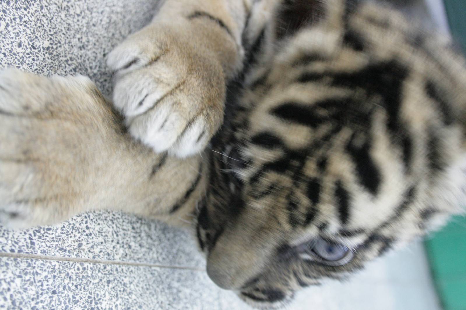 sylvester the baby tiger