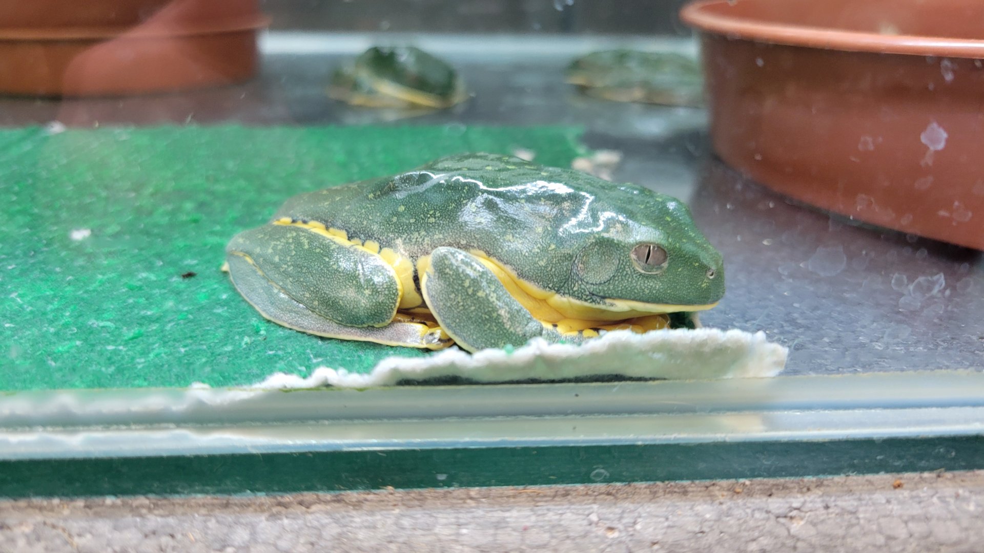 Sylvia's leaf frog (Cruziohyla sylviae)