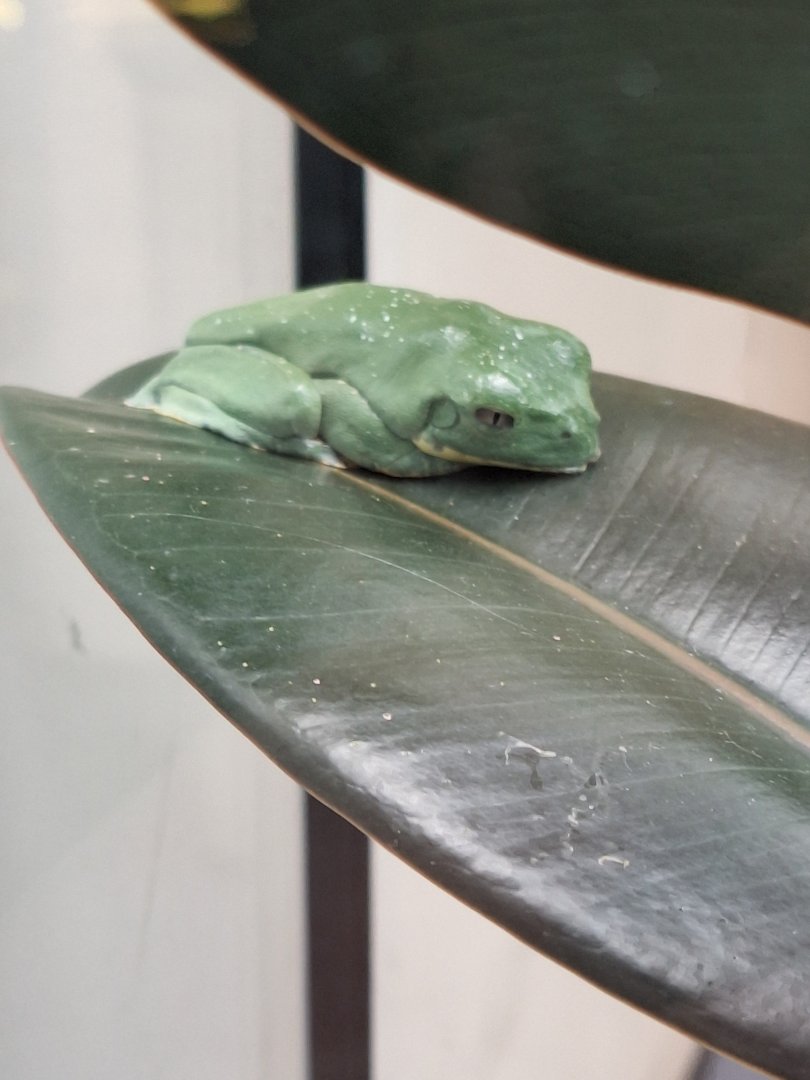 Sylvia's Leaf Frog (I think)