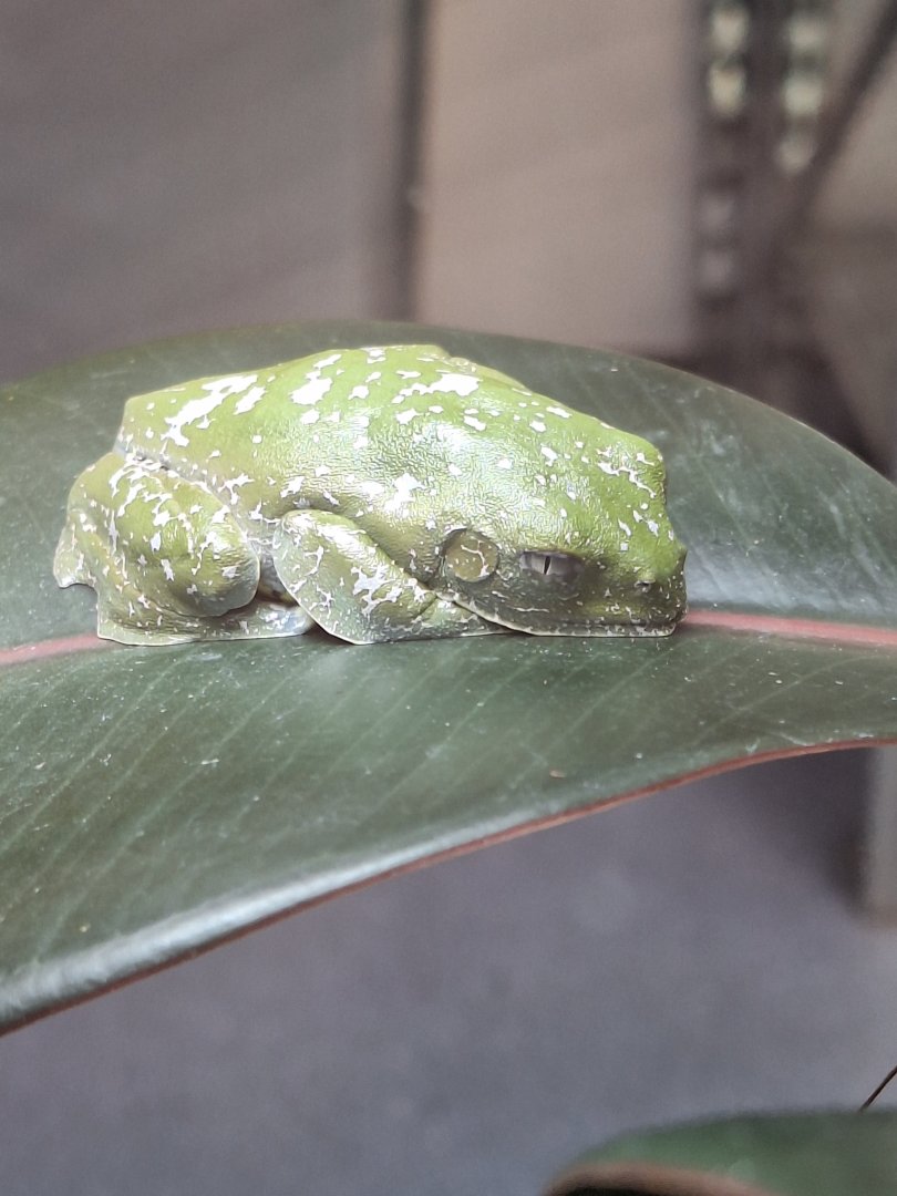 Sylvia's Leaf Frog (I think)