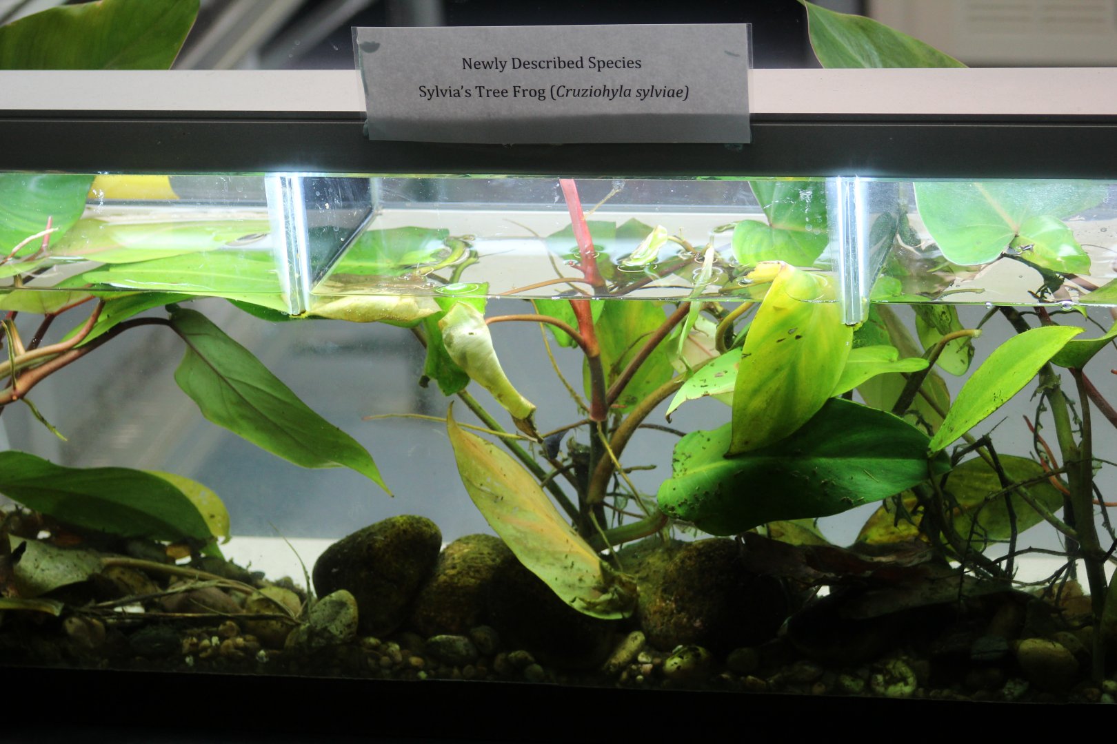 Sylvia's Leaf Frog Tadpole Tank