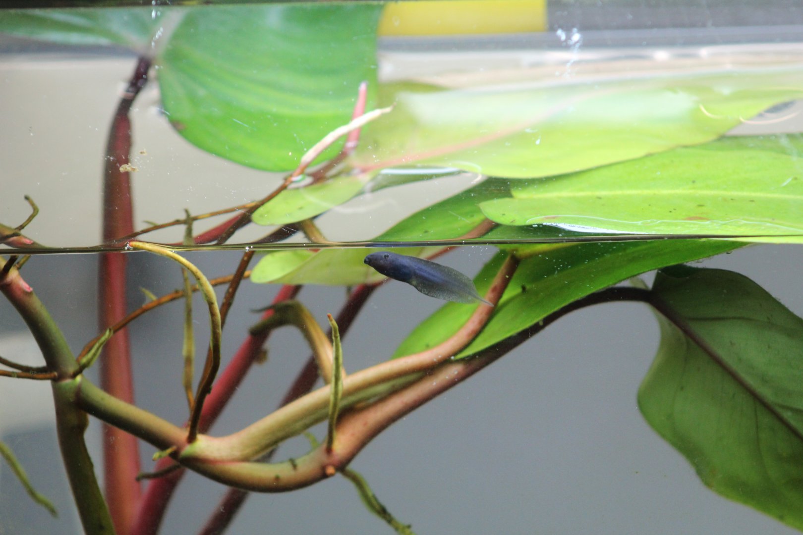 Sylvia's Leaf Frog Tadpole