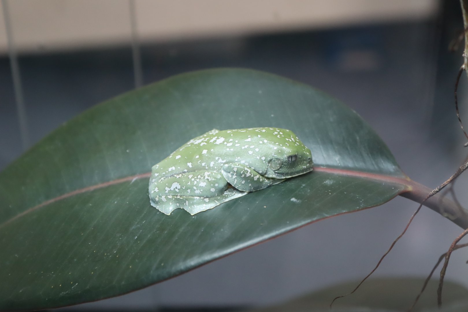 Sylvia's Tree Frog