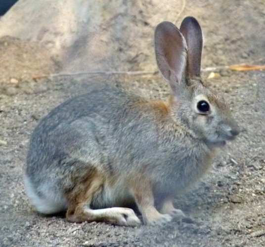 Sylvilagus audubonii