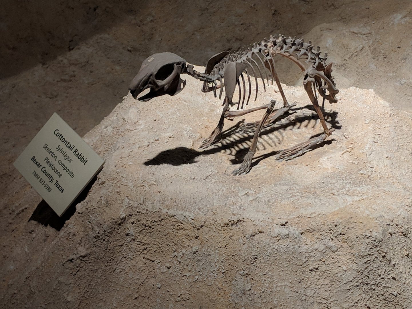 Sylvilagus sp. skeleton