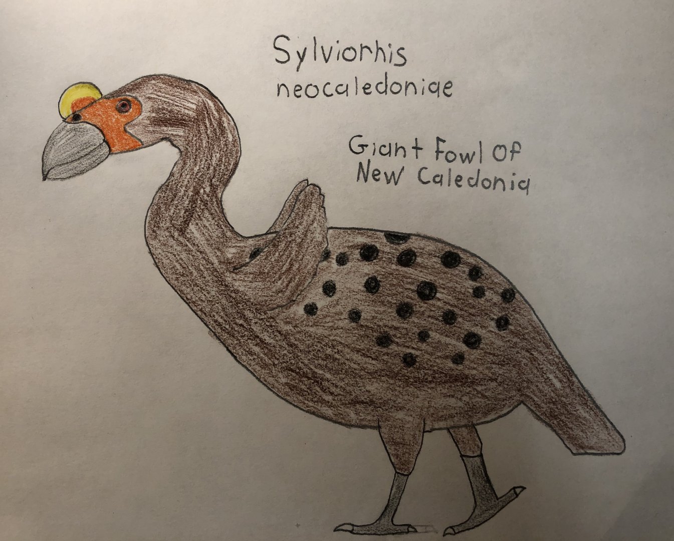 Sylviornis neocaledoniae