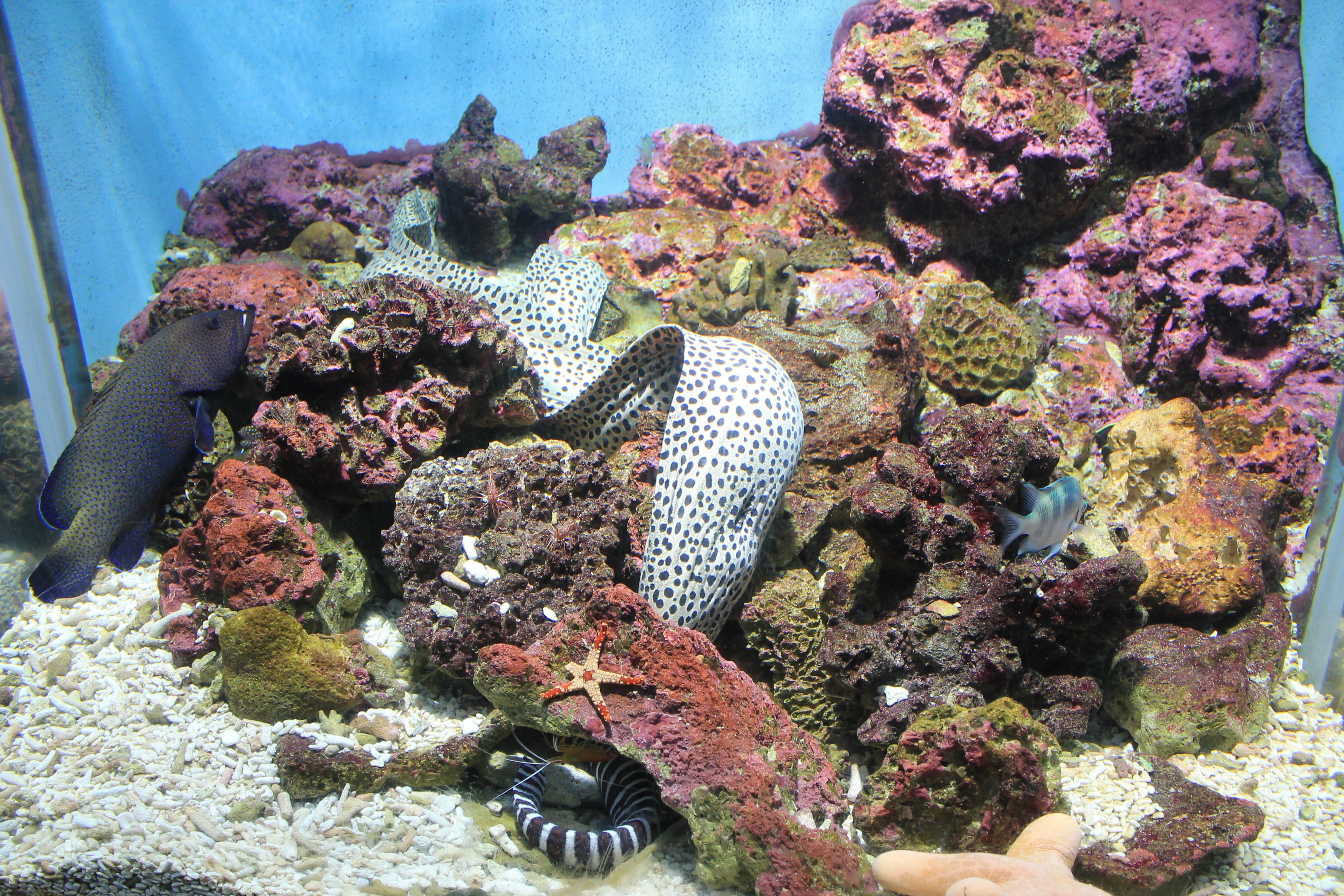 Symbiotic-cleaning tank