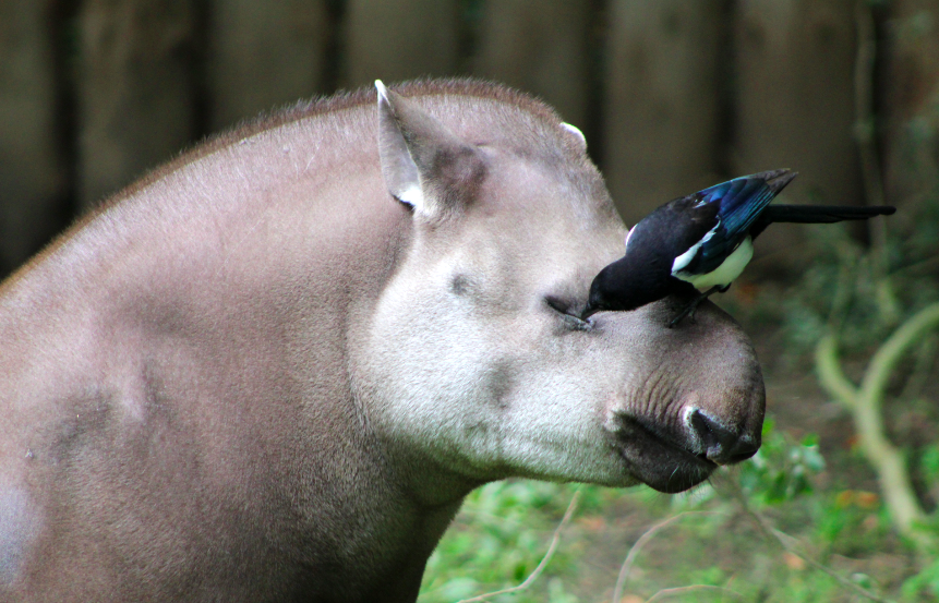 Symbiotic Relationship