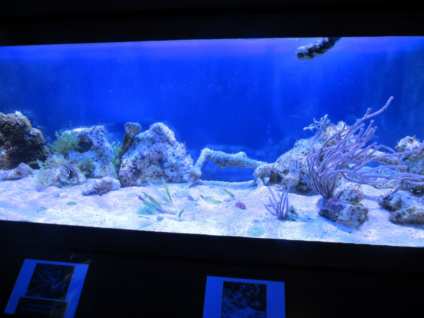 Symbiotic Relationships Tank- John Pennekamp Coral Reef State Park Visitor Center and Aquarium