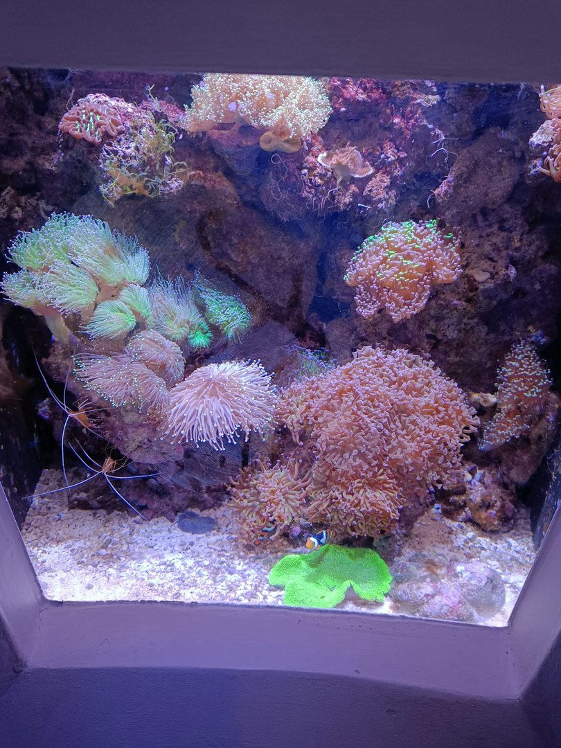 Symbiotic Relationships Tank