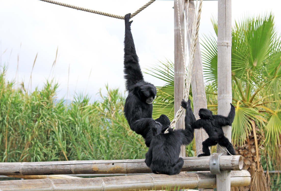 Symphalangus syndactylus