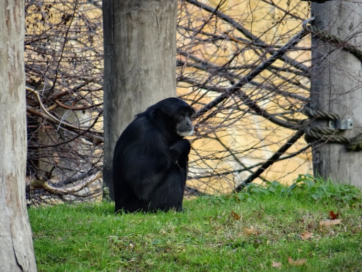 Symphalangus syndactylus