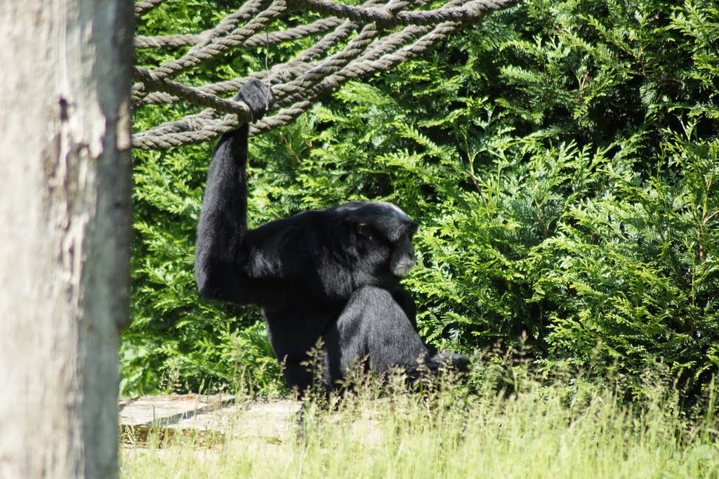 Symphalangus syndactylus