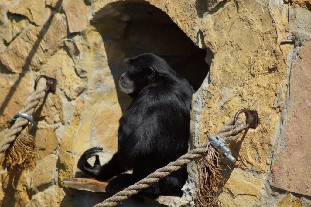 Symphalangus syndactylus