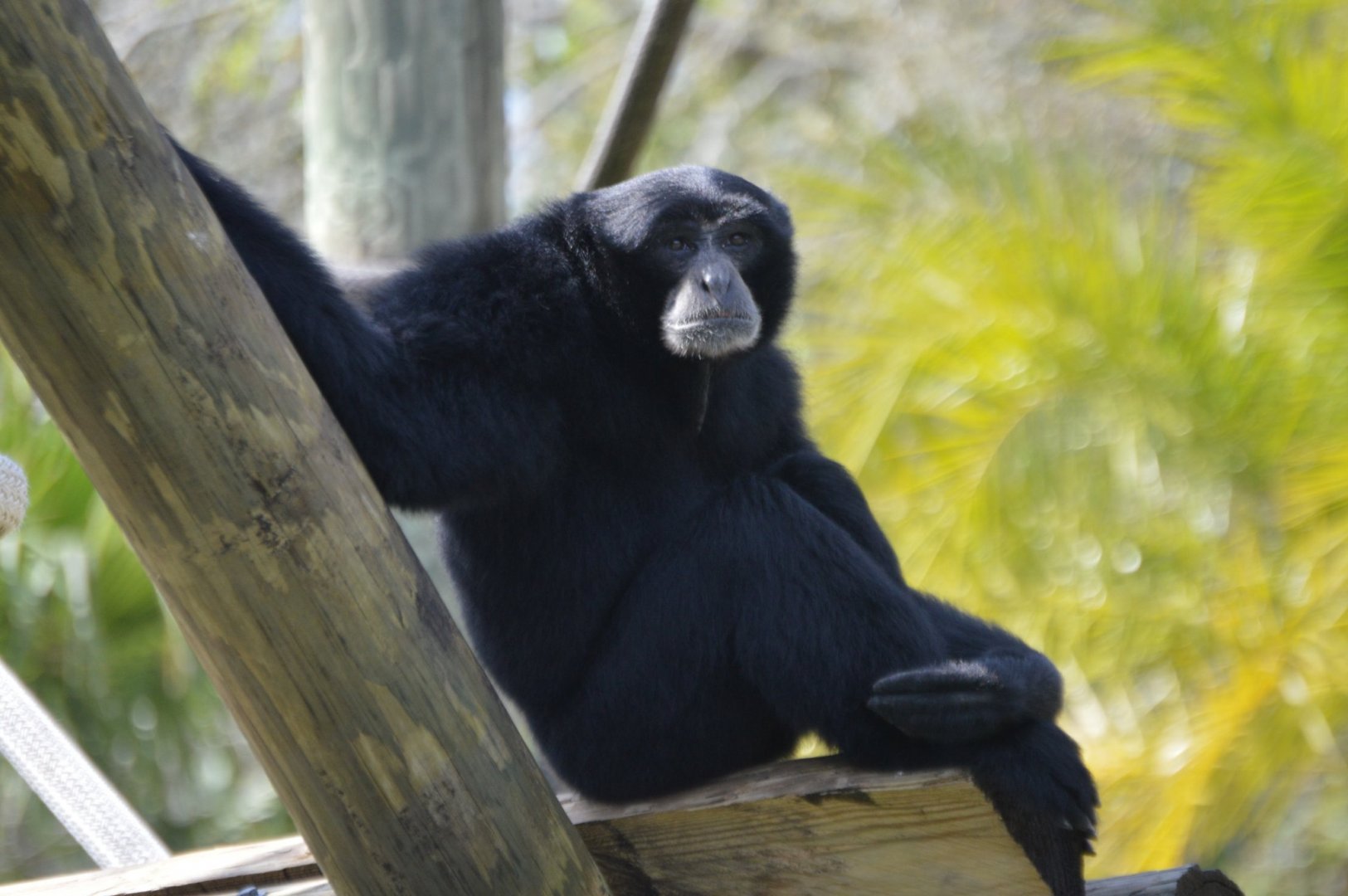 Symphalangus syndactylus