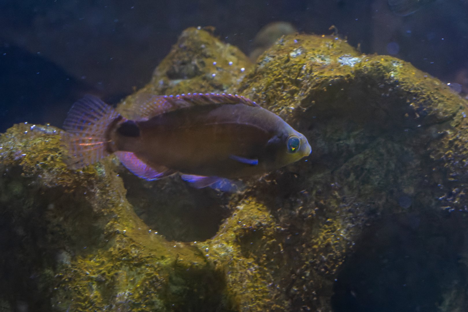 Symphodus mediterraneus? - Wilhelma Stuttgart