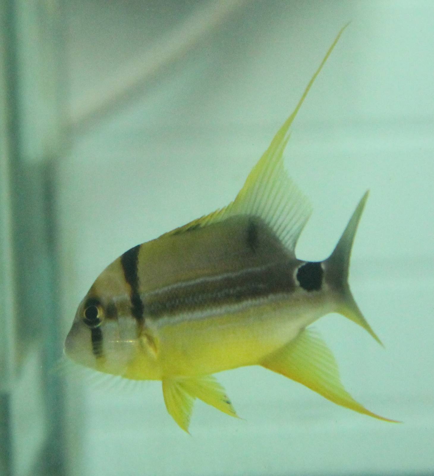 Symphorichthys spilurus