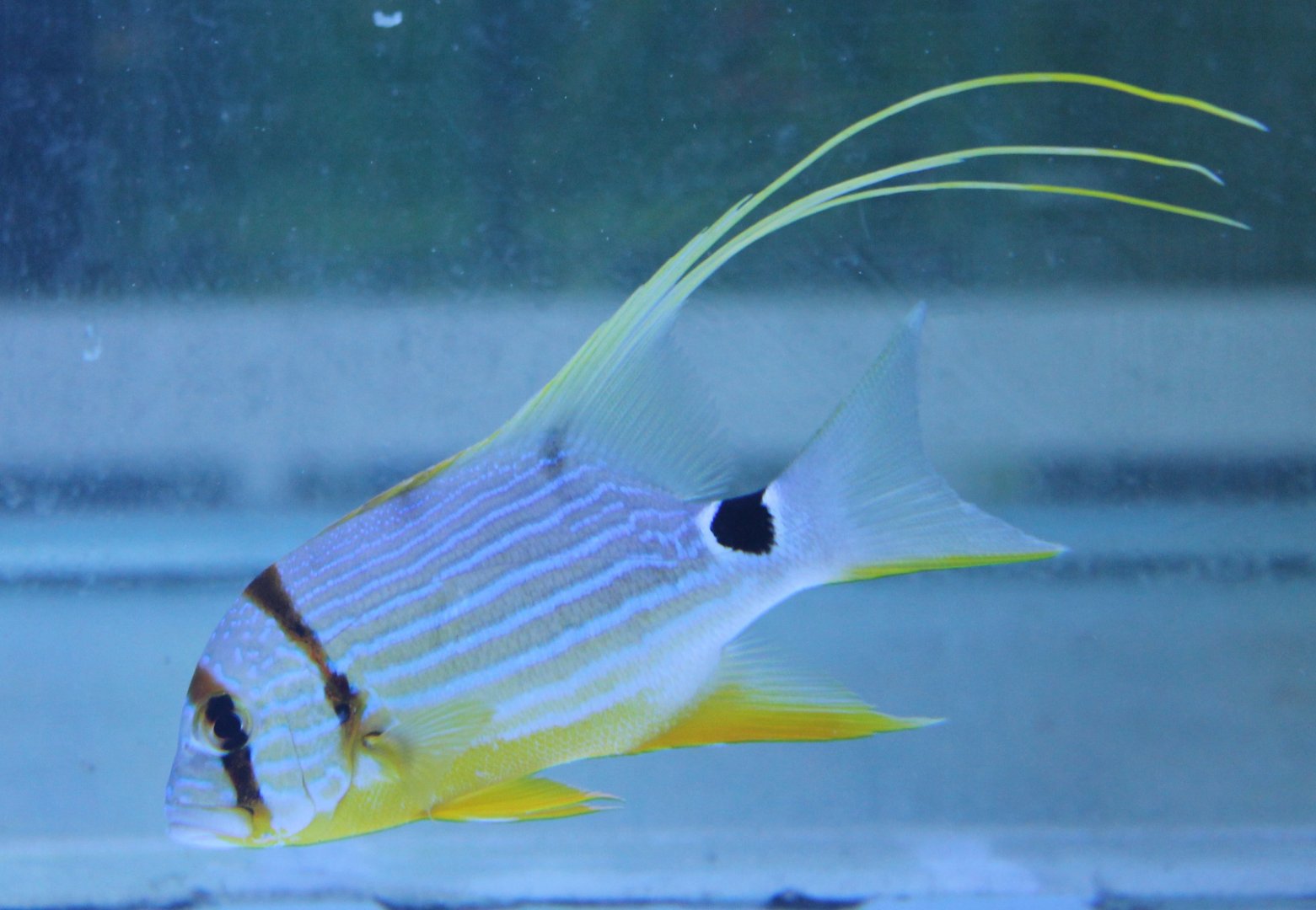 Symphorichthys spilurus