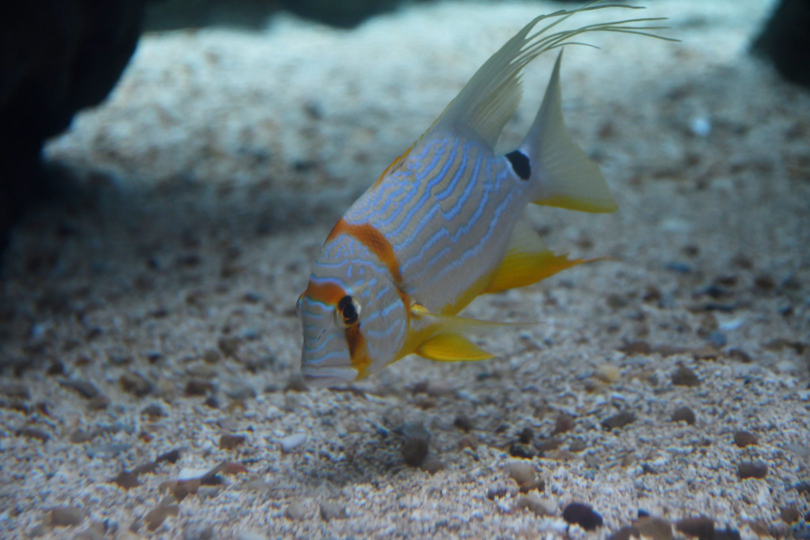 Symphorichthys spilurus