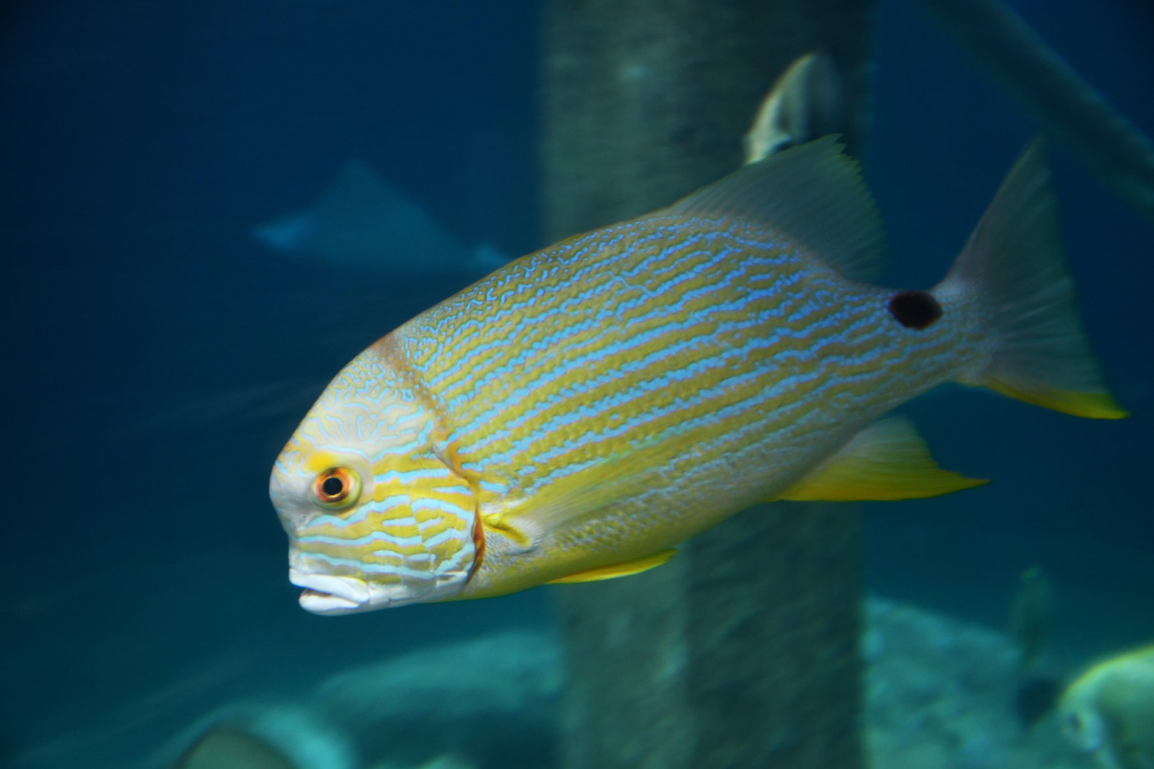 Symphorichtis spilurus