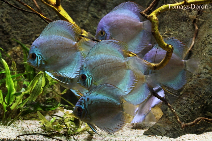 Symphysodon aequifasciata.