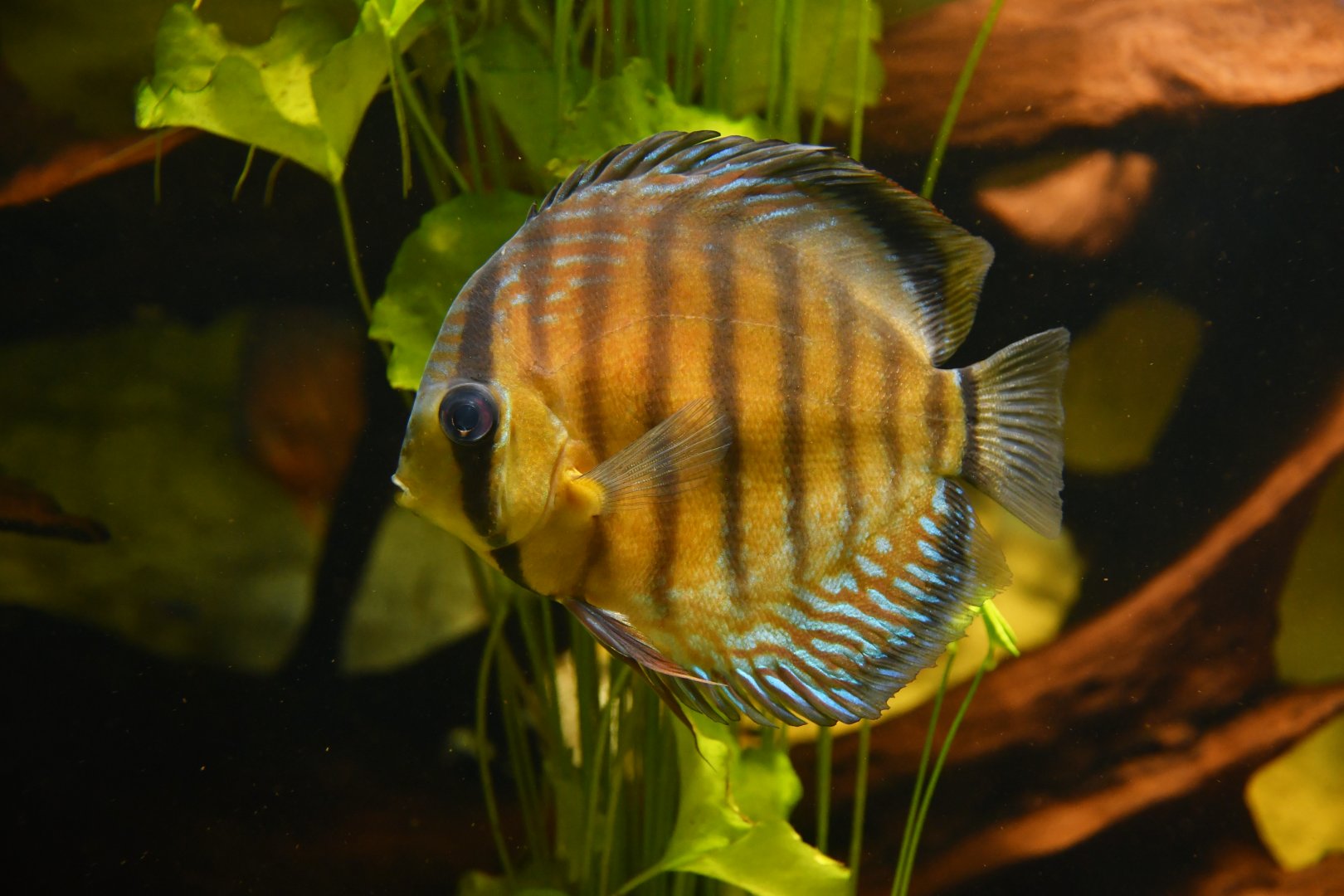 Symphysodon aequifasciatus