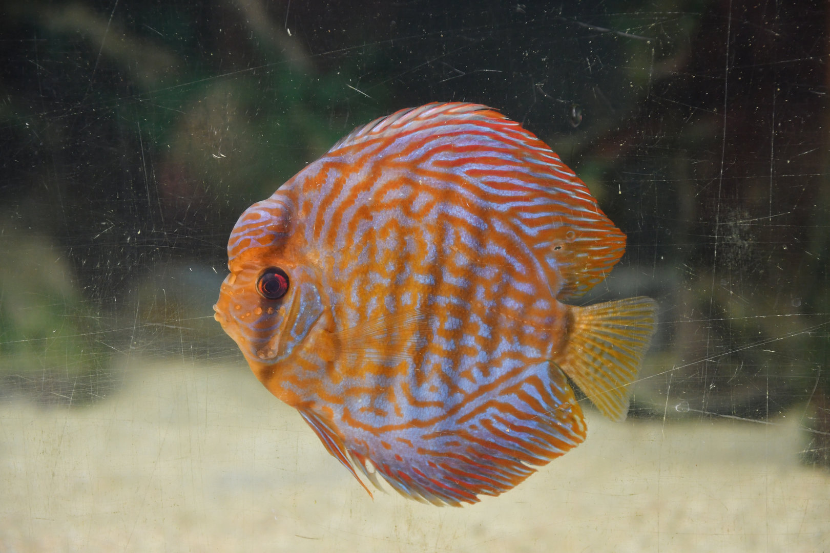 Symphysodon aequifasciatus