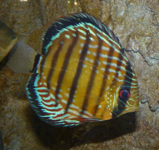 Symphysodon discus