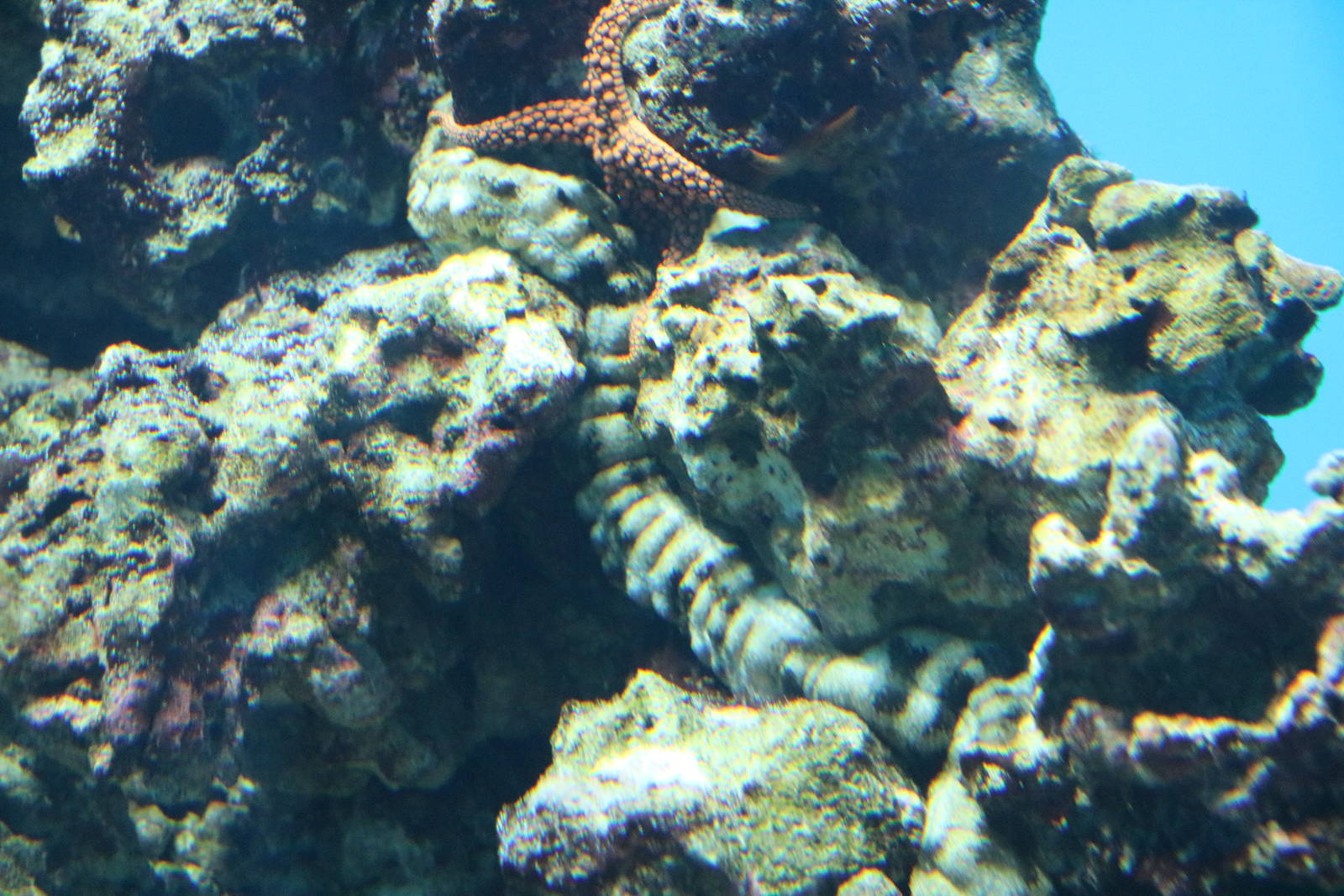 Synaptid sea cucumber, February 2016